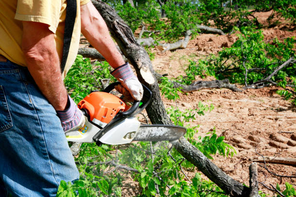 Best Large Tree Removal  in Tano Road, NM